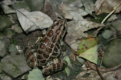 leopard frog, Dyberry, 2010