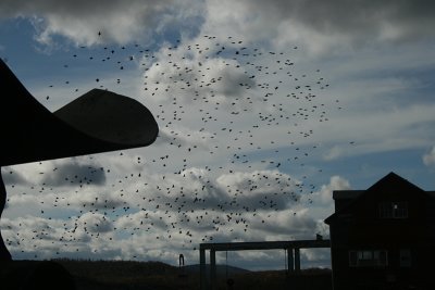 Abrahamsville, 2009
