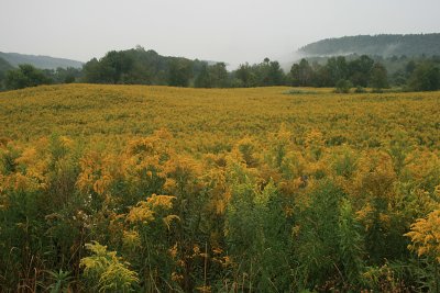 Hawkins Pond, NY 2008