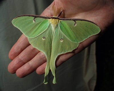 luna moth, Dyberry, 2001