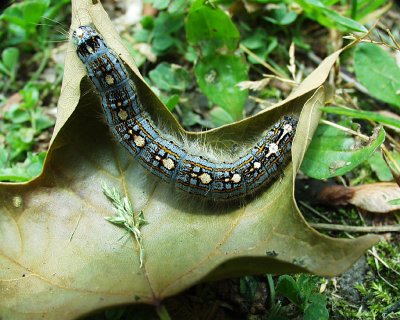 tent caterpillar, Dyberry, 2001