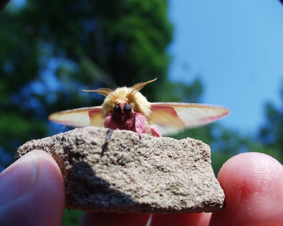 rosy maple moth, Dyberry, 2001