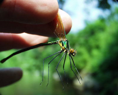 river jewelwing damselfly, East Branch Dyberry Creek, 2005