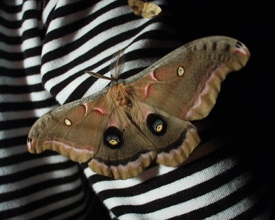 polyphemus moth, Dyberry, 2001