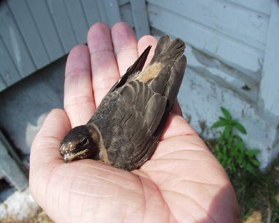 baby cliff swallow, Dyberry, 2005