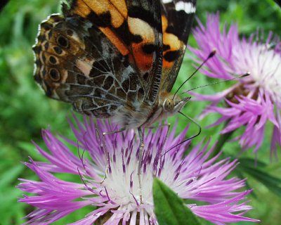 painted lady butterfly, Dyberry, 2006
