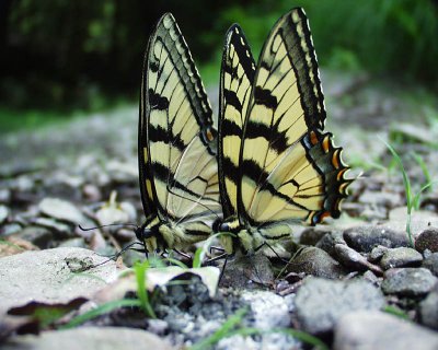 tiger swallowtail butterflies, Middle Branch Dyberry Creek, 2005