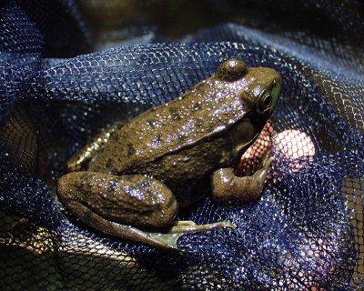 frog, Johnson Creek, 2005