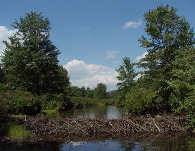 beaver dam, Middle Branch Dyberry Creek, 2005
