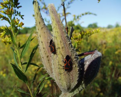 firebugs (pyrrhocoridae) on milkweed, Dyberry, 2005