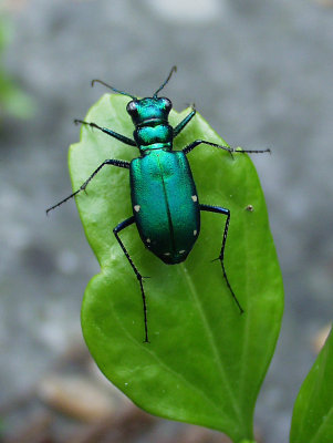 six spotted tiger beetle, 2003