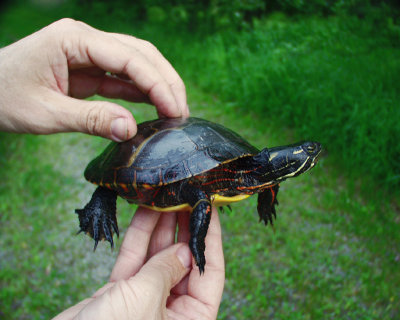 painted turtle, Dyberry, 2003