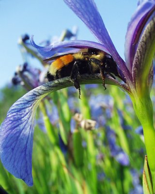 bumble bee, orange morph, blue flag, Mud Pond, 2003