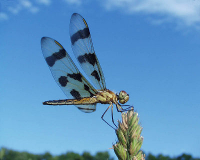 halloween pennant dragonfly, Dyberry, 2003