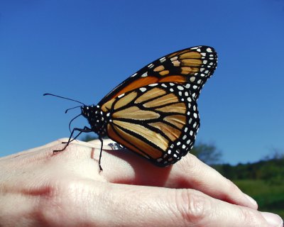 monarch butterfly, Scott Center, 2003