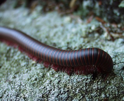 millipede, Dyberry, 2004