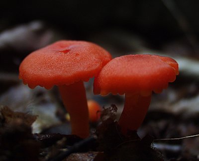 some red mushroom, tasted odd (kidding), 2004