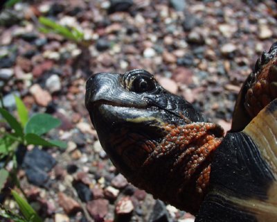 wood turtle, Calkins, 2004