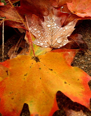New England Autumn 2008