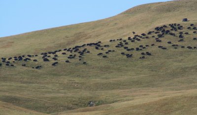 Custer State Park, South Dakota