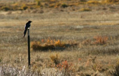 Magpie