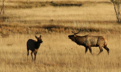 Elk Bugling