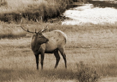 Solitary Male