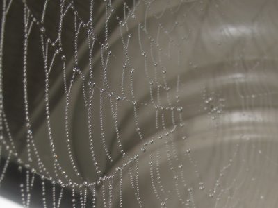 Dew Drop Web