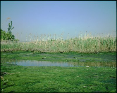 wetland004.jpg