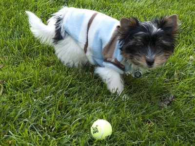 I found a desiccated frog but Mummy keeps pulling me away from it...