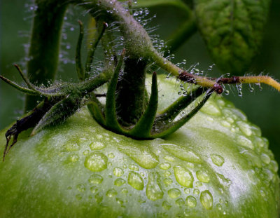 Green Tomato