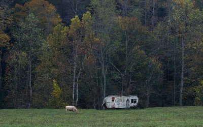 Cow & Trailer