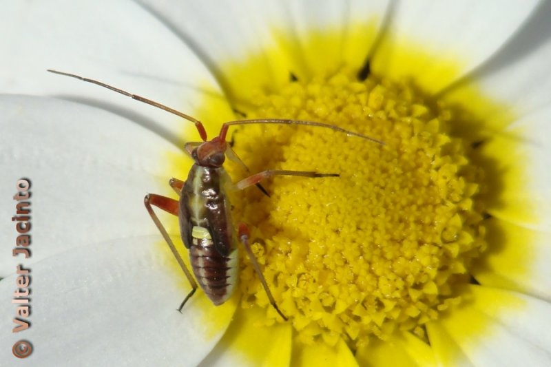 Percevejo // Bug (Calocoris roseomaculatus), nymph
