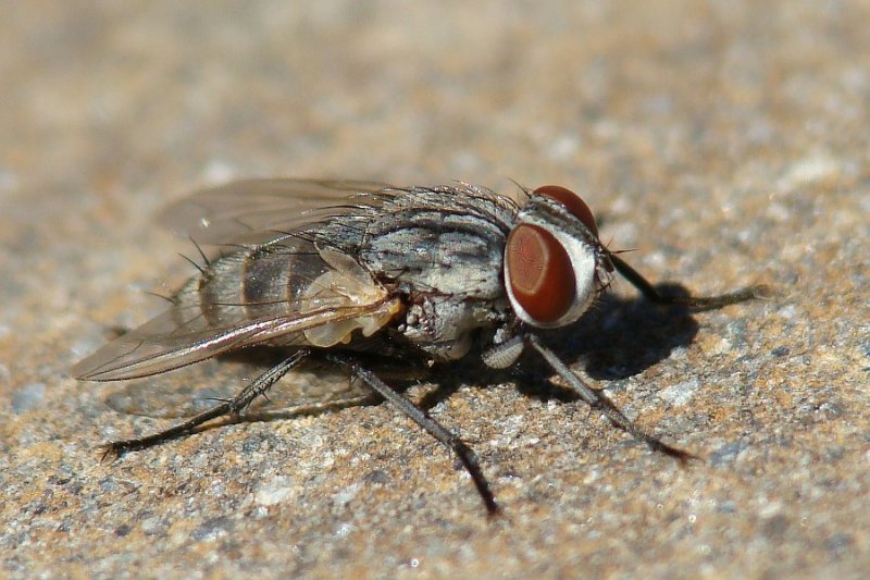 Mosca da famlia Sarcophagidae // Flesh Fly (Senotainia albifrons)