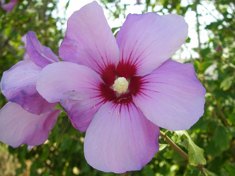 Hibisco-da-sria // Rose of Sharon (Hibiscus syriacus)