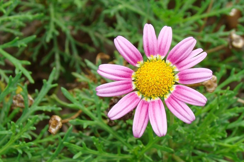 Flor de Jardim // Cobbitty Daisy (Argyranthemum frutescens)