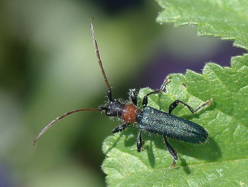 Escaravelho // Beetle (Certallum ebulinum)