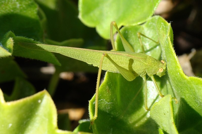 Gafanhoto-verde ou Fanelptera // Sickle-bearing Bush-cricket (Phaneroptera falcata), female