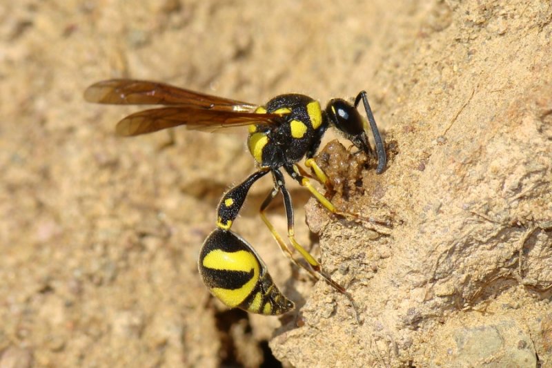 Vespa // Wasp (Eumenes subpomiformis)