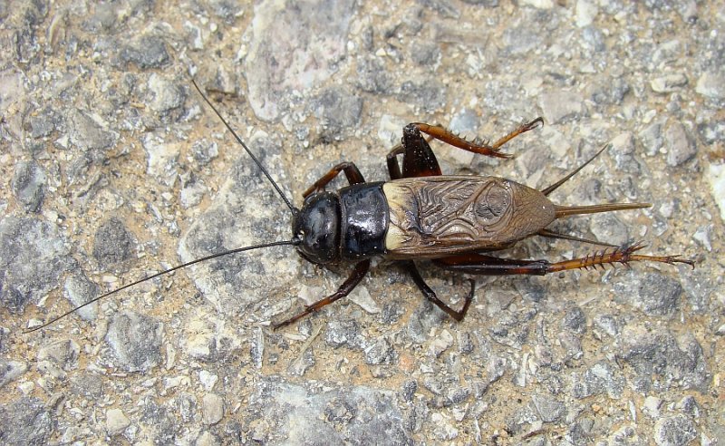 Grilo // Two-spotted Cricket (Gryllus bimaculatus), male