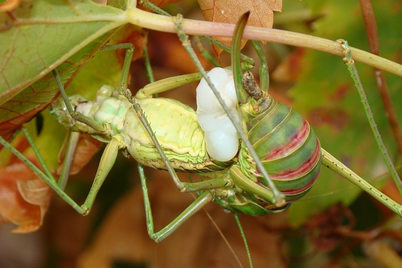 Grilo dos Arbustos // Saddle-backed Bush-cricket (Ephippiger ephippiger)