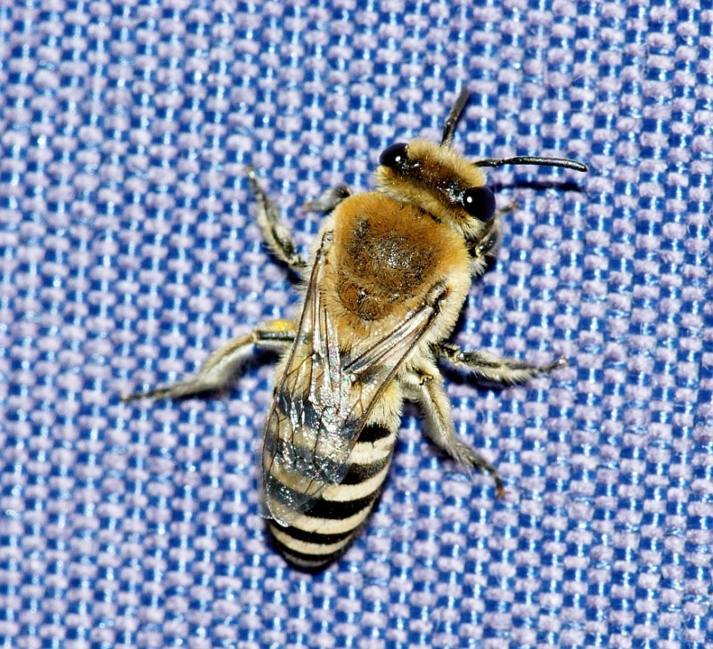 Uma pequena Abelha // Plasterer Bee (Colletes sp.)