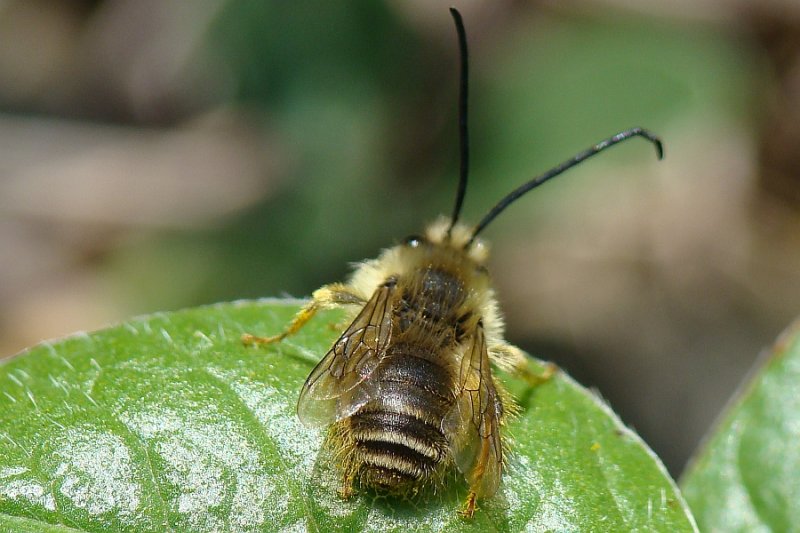 Abelha // Long-horned Bee (Eucera sp.)