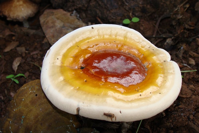 Parece um Ovo estrelado... mas  um Cogumelo! // Mushroom (Ganoderma sp.)
