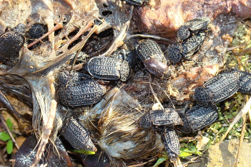 Escaravelhos // Beetles (Thanatophilus rugosus)
