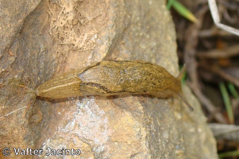 Lesma // Slug (Parmacella valenciennii)