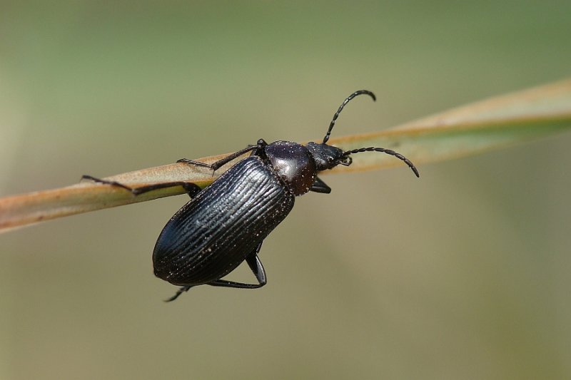 Escaravelho // Beetle (Heliotaurus sanguinicollis)