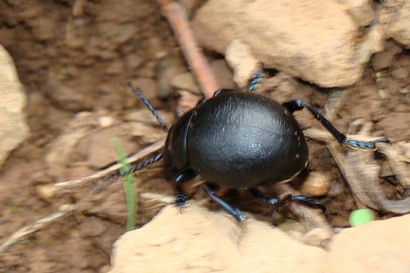Escaravelho // Beetle (Timarcha sp.)