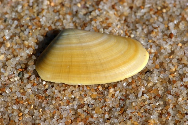 Conquilha // Wedge shell (Donax trunculus)