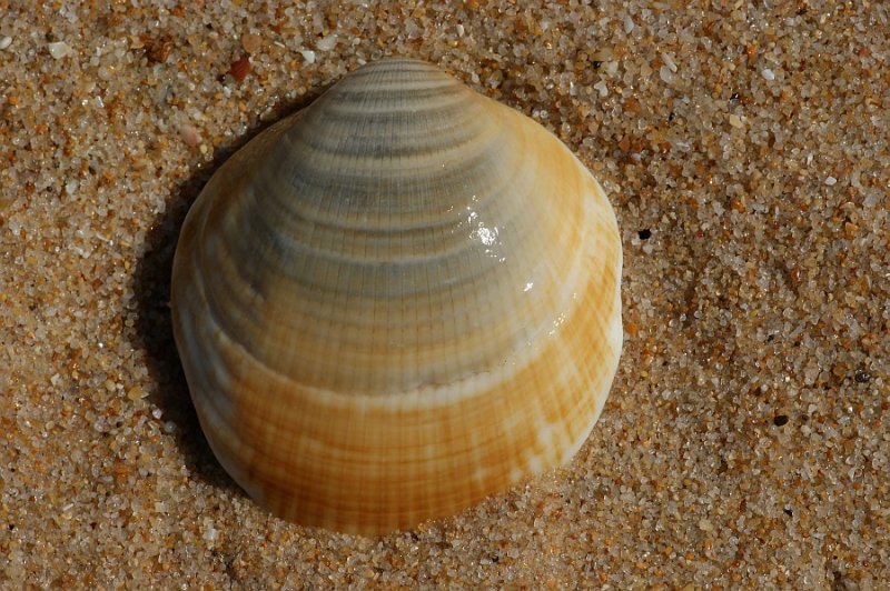 Castonhola // Bivalve Shell (Glycymeris pilosa)